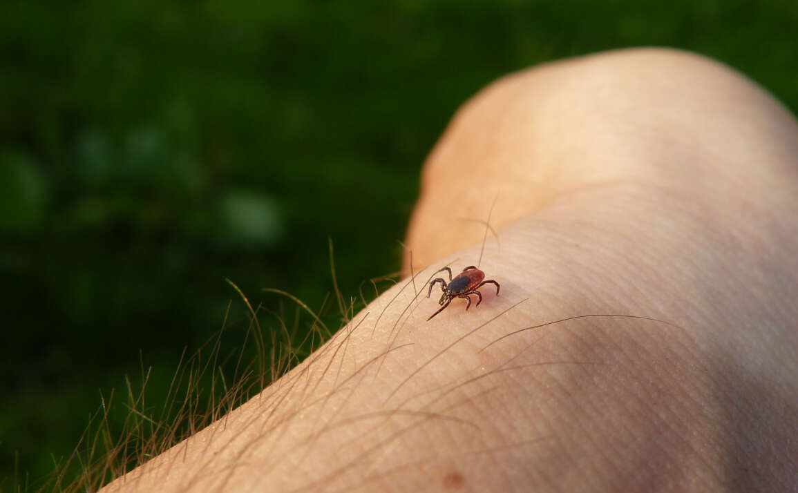 4 Fascinating Facts About Ticks You Need to Know