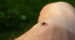 4 Fascinating Facts About Ticks You Need to Know