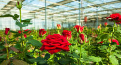 Roses are red..and Indian? How the EU energy crisis and Brexit are driving floral supply from India.